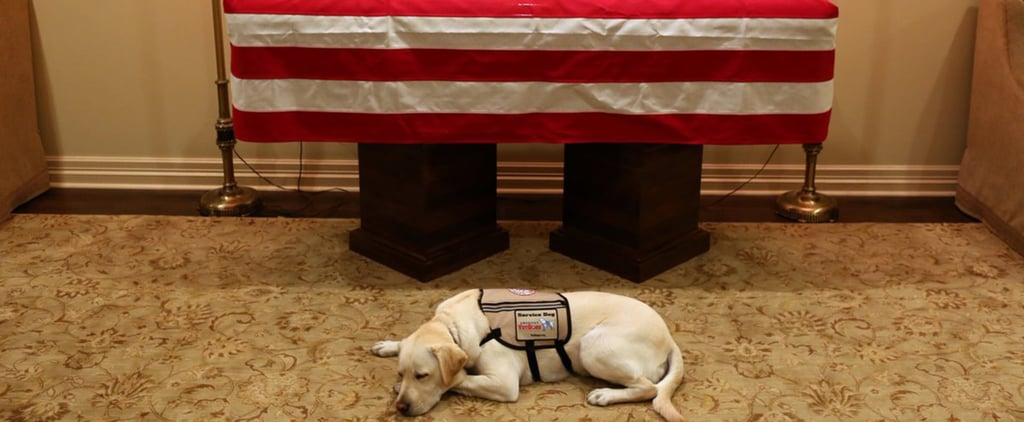 George H.W. Bush's Service Dog Sully Lying Under His Casket