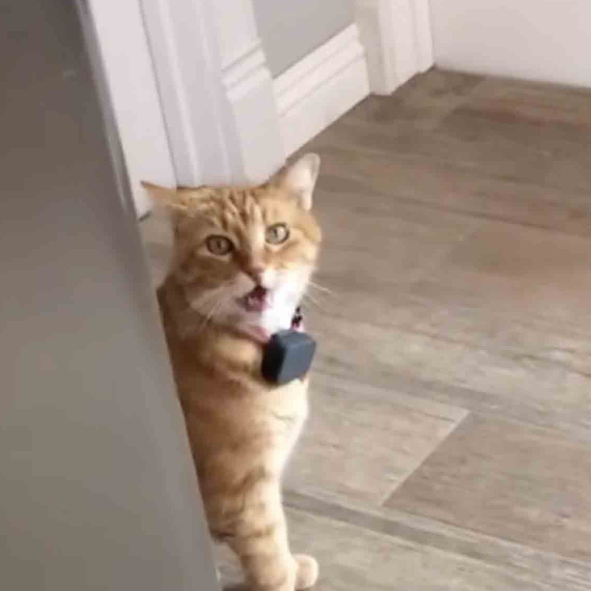 The Best Cat Videos On Tiktok Popsugar Pets