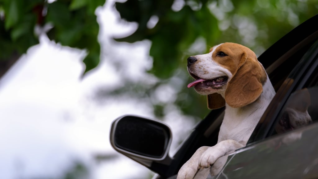 Cutest Pictures of Beagles