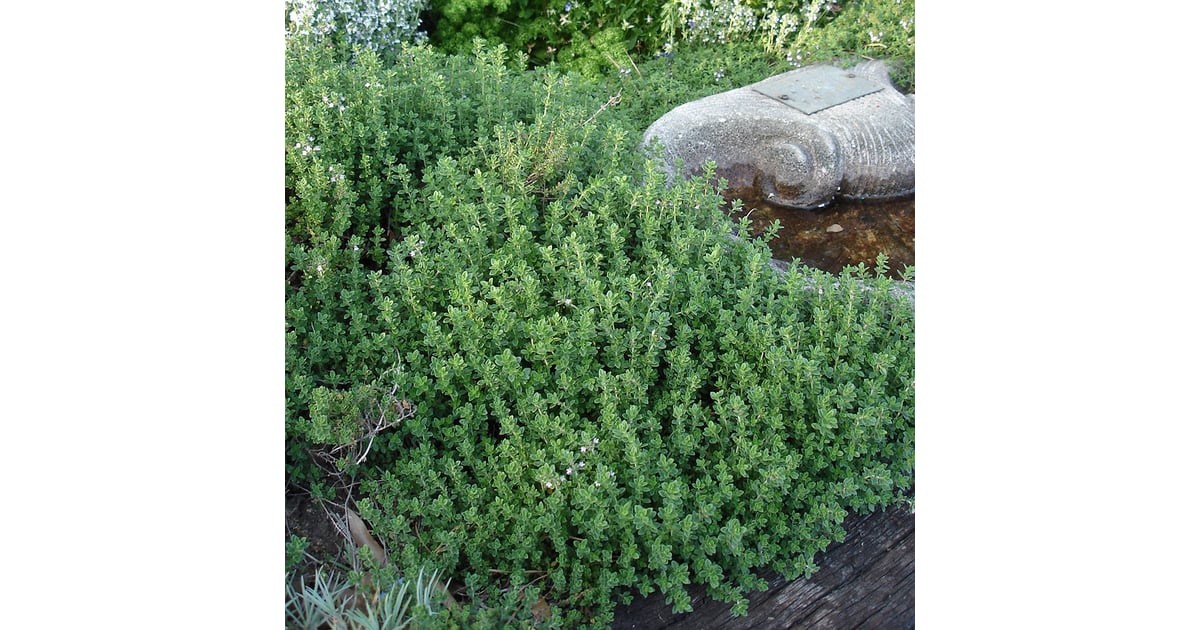 Lemon Thyme Houseplants That Are Safe For Cats to Eat POPSUGAR