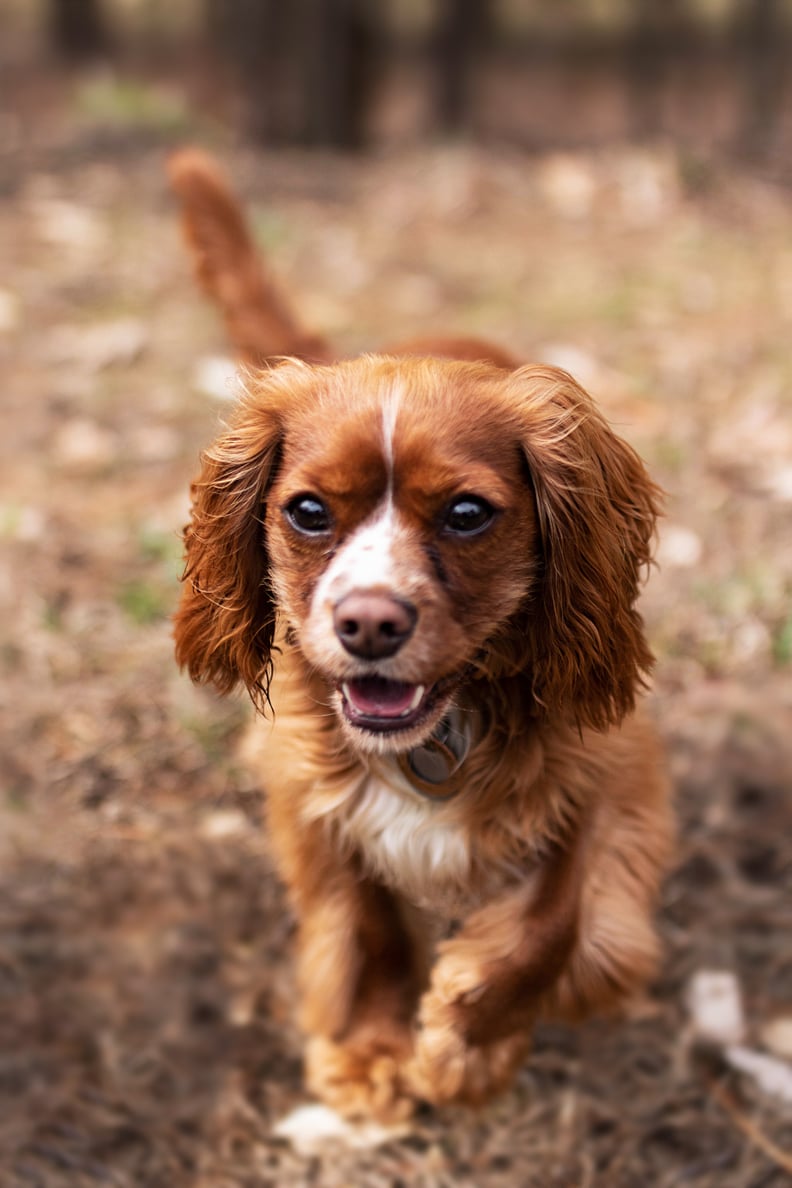 Folded Ears