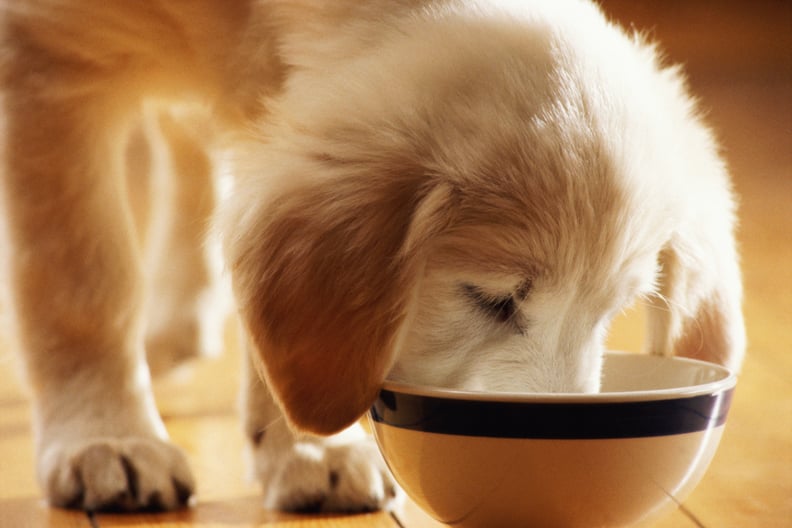 Puppy Food