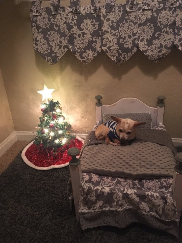 College Student Turns Closet Into a Bedroom For Dog POPSUGAR Family