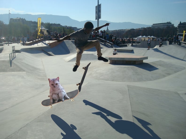 Skateboarding Cat
