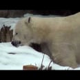 Lincoln Park Zoo Keeps Polar Bear Indoors During Frigid Weather