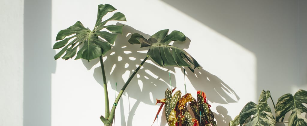 19 Plants That Repel Mosquitos