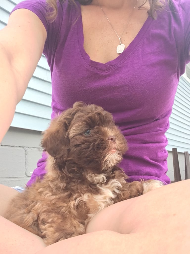 The Dog That Looks Like a Person
