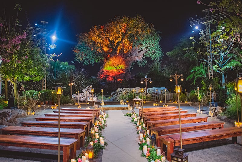 Weddings at Disney World Animal Kingdom Tree of Life