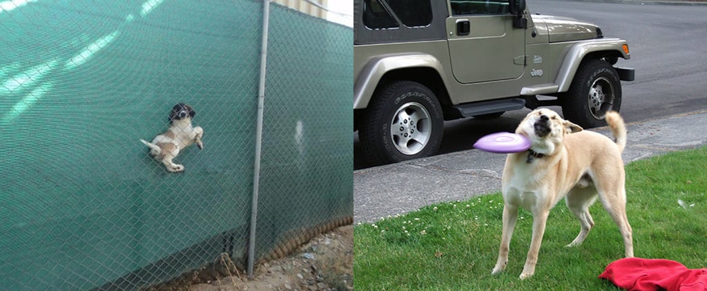 Funny Dog Fails