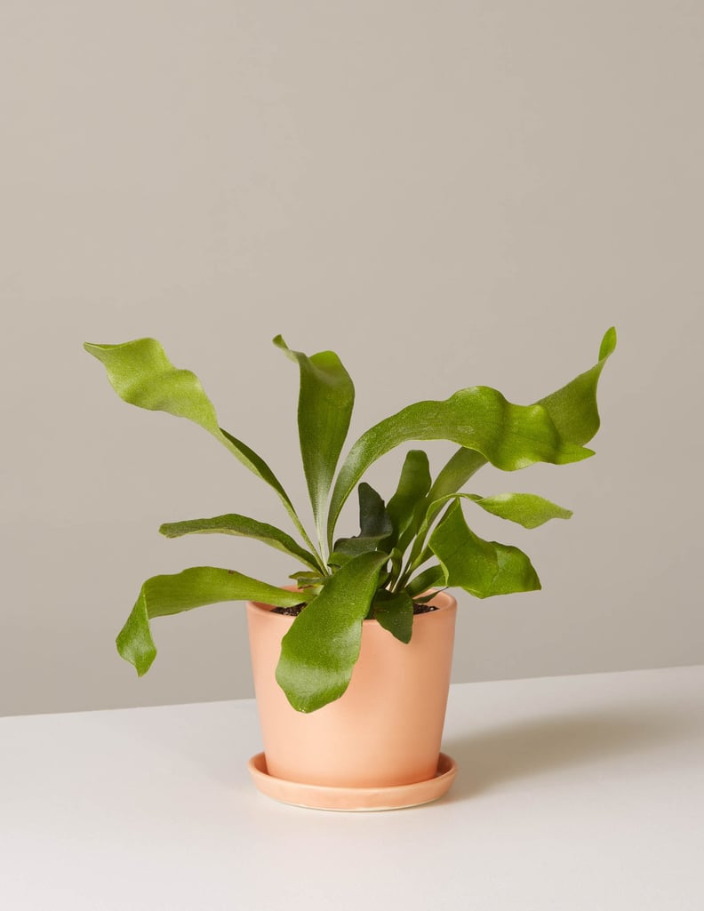 Staghorn Fern Plant