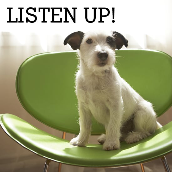 Pictures Of Common Ear Shapes For Dogs Popsugar Pets
