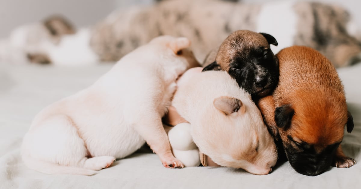 Should I Adopt Dog Siblings? POPSUGAR Pets