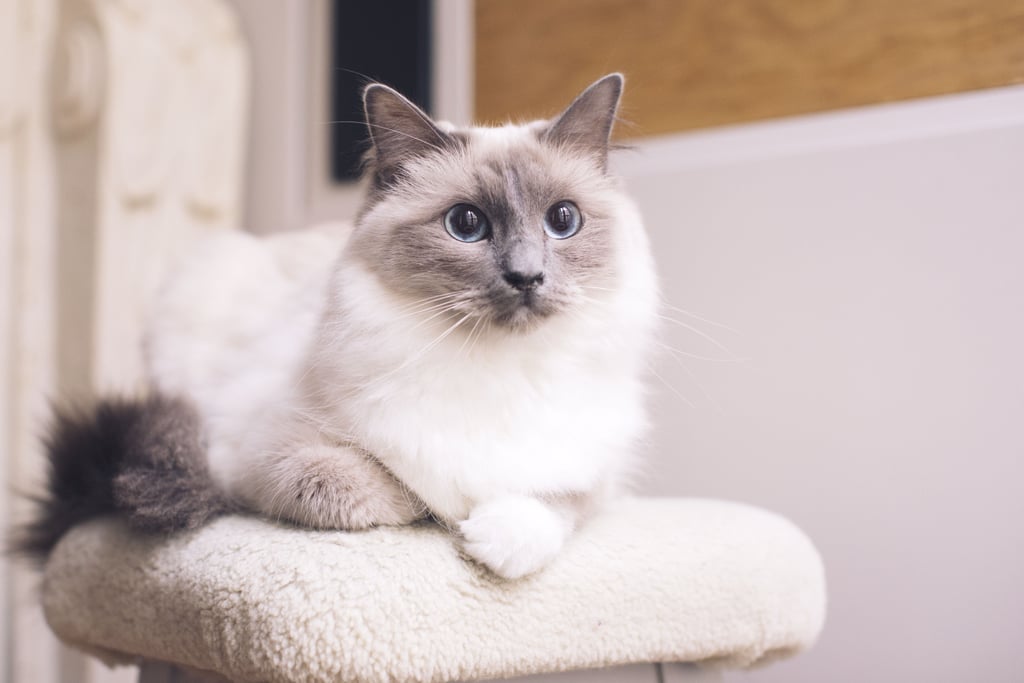 Best Cat Breeds For First-Time Owners: Ragdoll