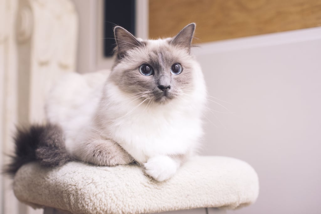 I. Introduction to Ragdoll Cats