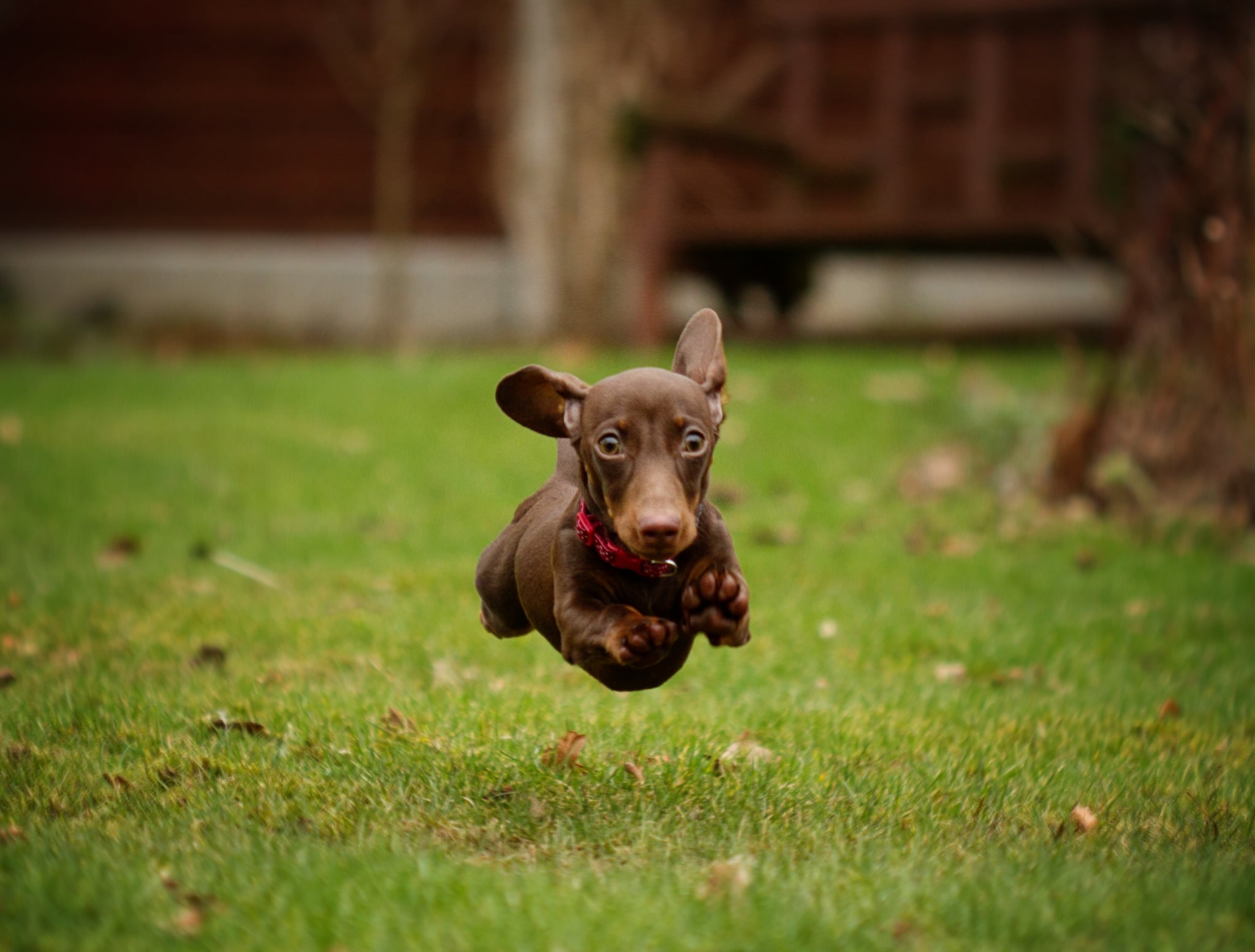 Cutest Dachshund Photos Popsugar Pets
