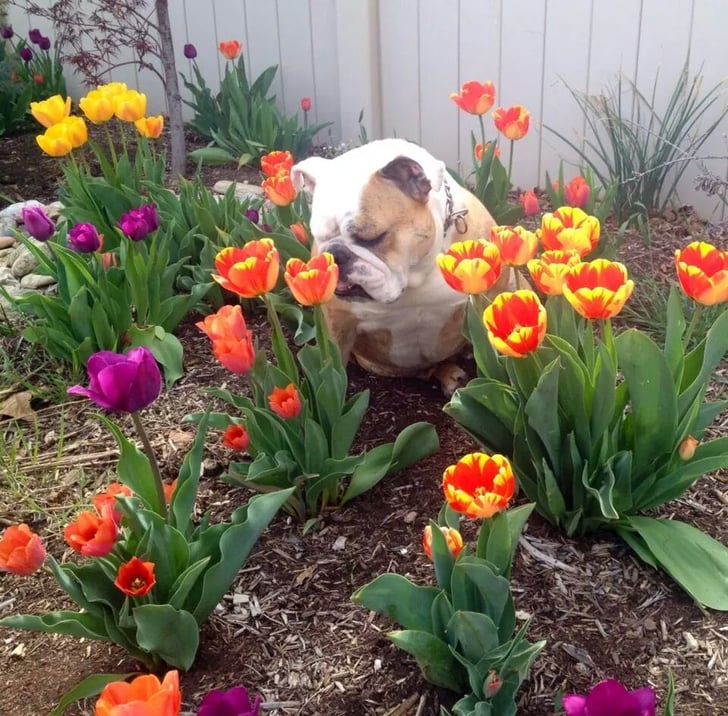 the tulips." Source Reddit user Sum_Bitch via Imgur Best