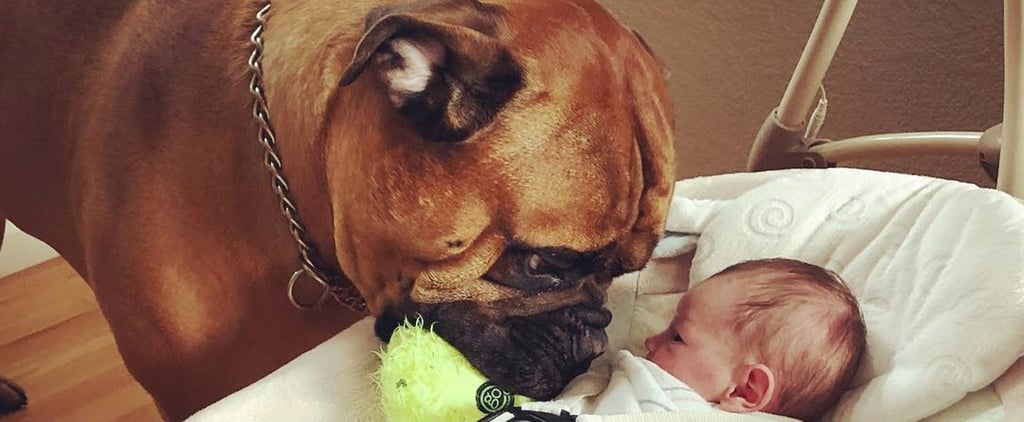 Photos of Bullmastiff and Baby Brother
