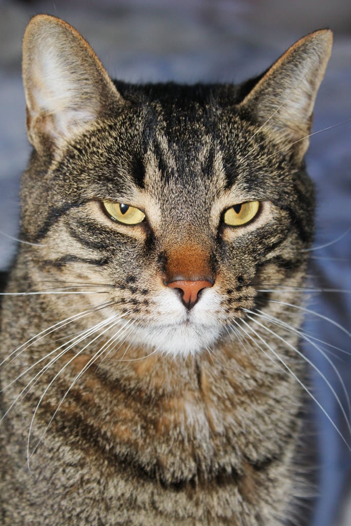 "I disapprove."