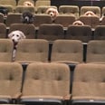 Pups at the Theater! These Service Dogs in Training Sat Through a Live Show and Were Such Good Doggos