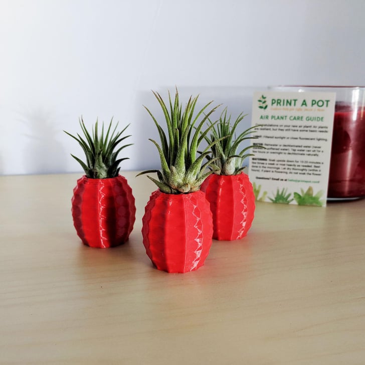 Set of Three Mini Pineapple Air Planters Etsy's Pineapple Air Plant