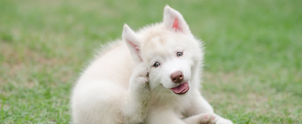 How Do I Know If My Dog Has an Ear Infection?