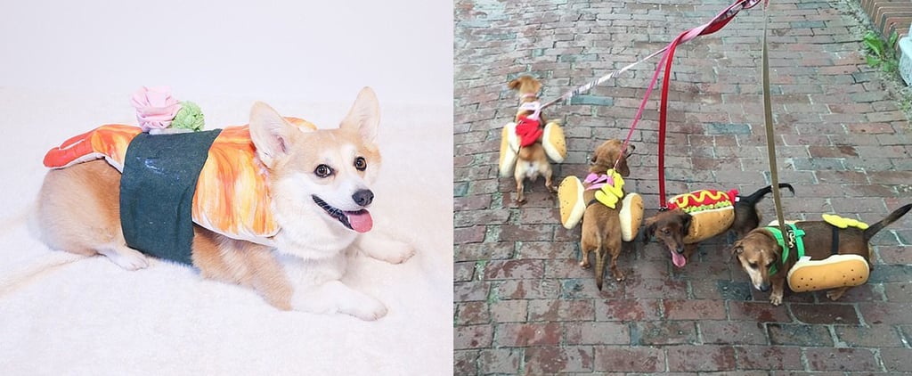 Food Halloween Costume Ideas For Dogs
