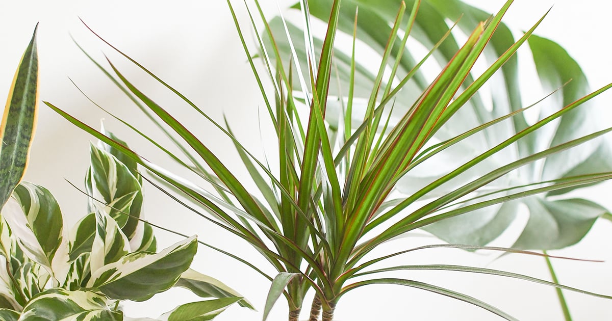 The Best Houseplants For Low Light | POPSUGAR Home