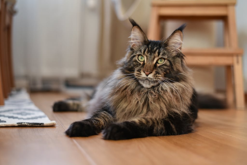 Best Cat Breeds For First-Time Owners: Maine Coon
