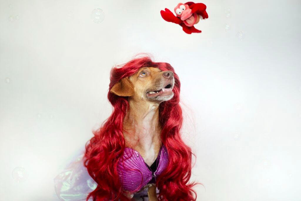 Dogs Dressed as Disney Princesses