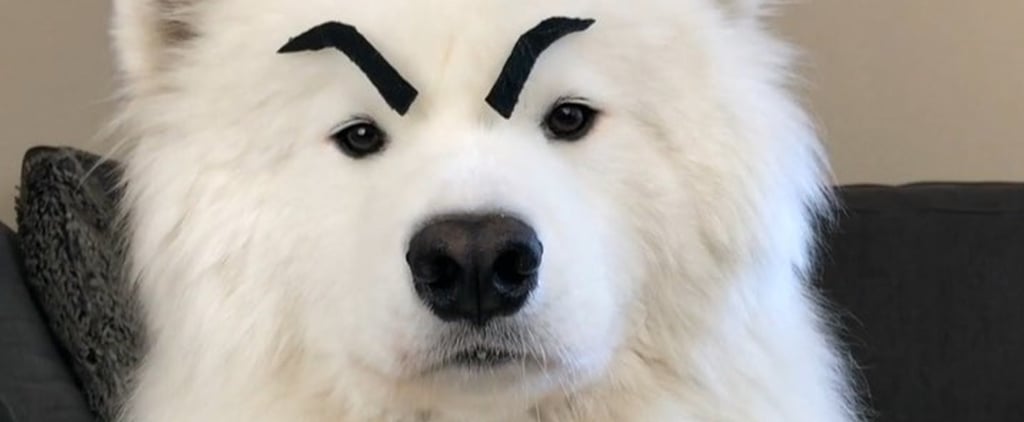 Video of a Samoyed Dog With Eyebrows on His Face
