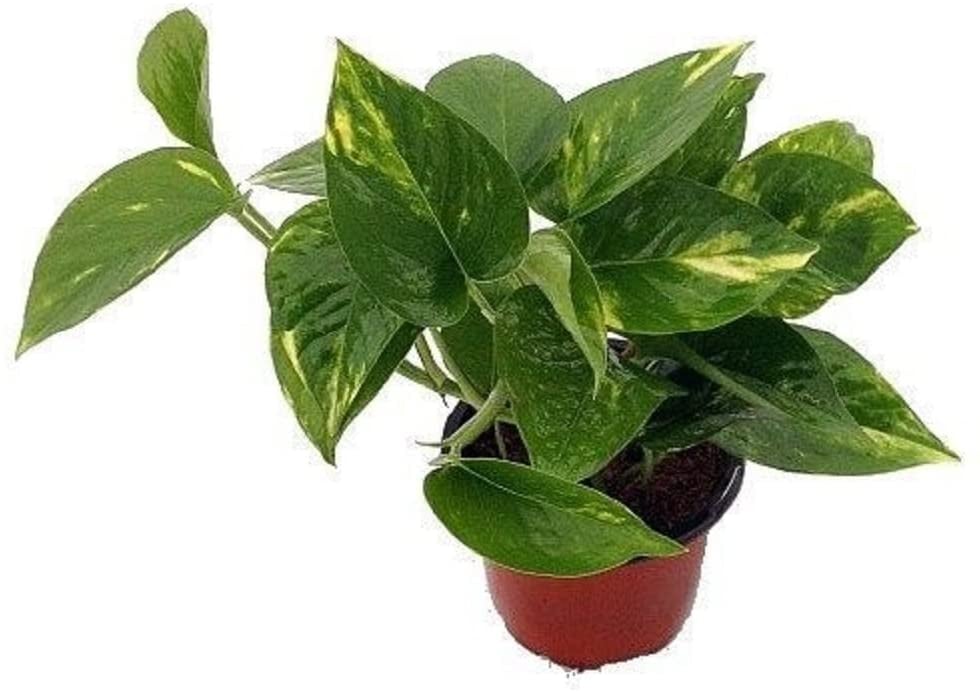 Pothos Plant