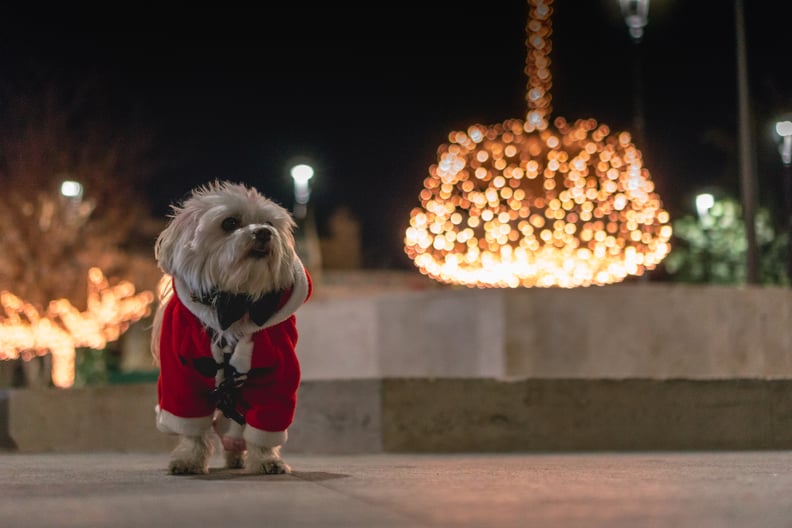 Santa Dog Zoom Background