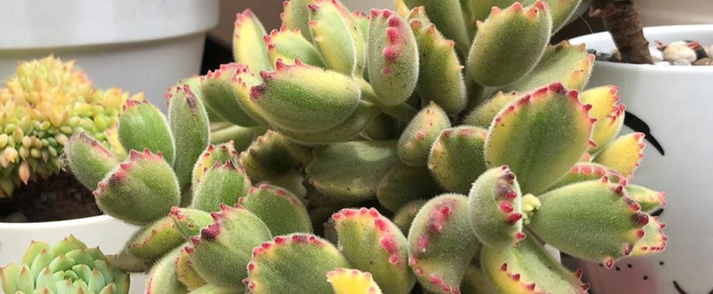 Bear Paw Succulents Make For the Cutest House Plants