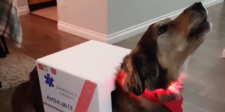 Dog In Ambulance Halloween Costume Howls Like A Siren