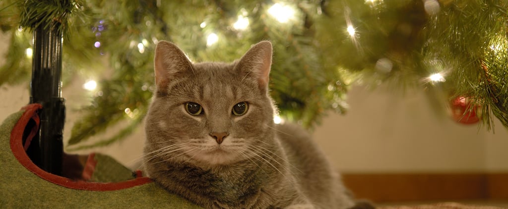 Why Does My Cat Like to Lay Under the Christmas Tree?