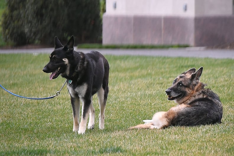 Champ and Major on the South Lawn of the White House (For Comparison)