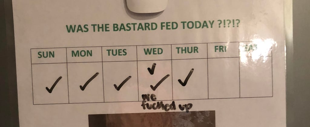 Woman's Feeding Chart For Her Cat