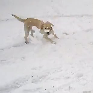 Dogs Chasing Showflakes I Video