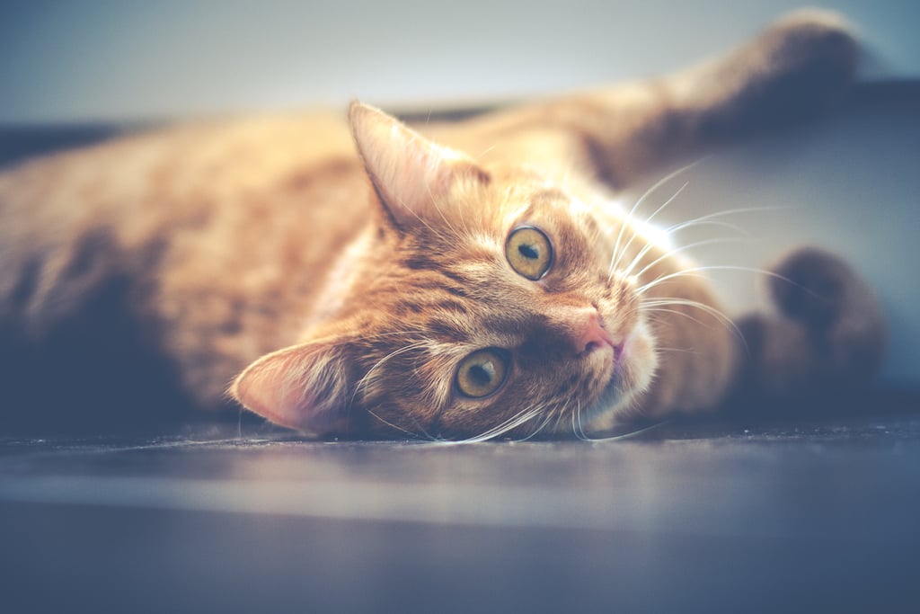 This curious cat is a gorgeous colour.