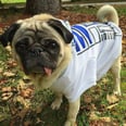 Master Yoda Approves of These Star Wars Dog Costumes