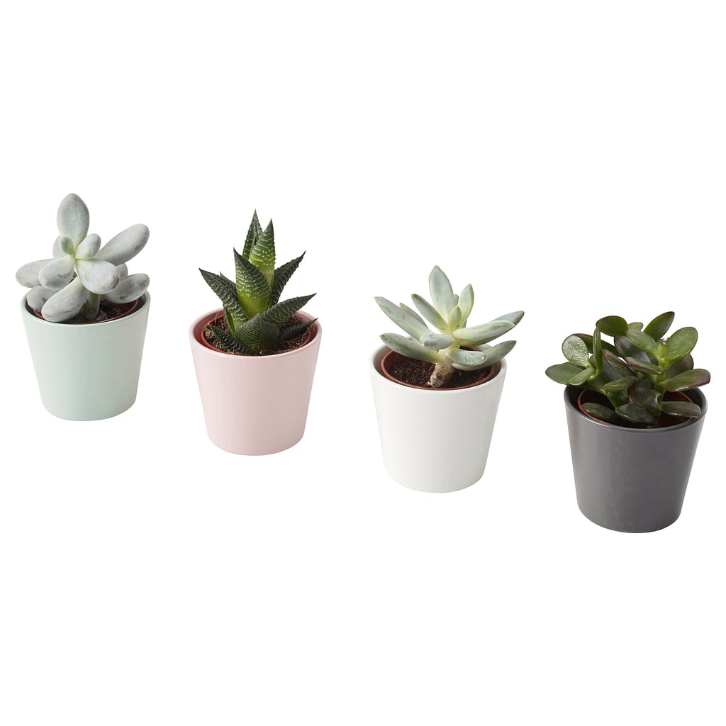 Succulent Plant With Pot