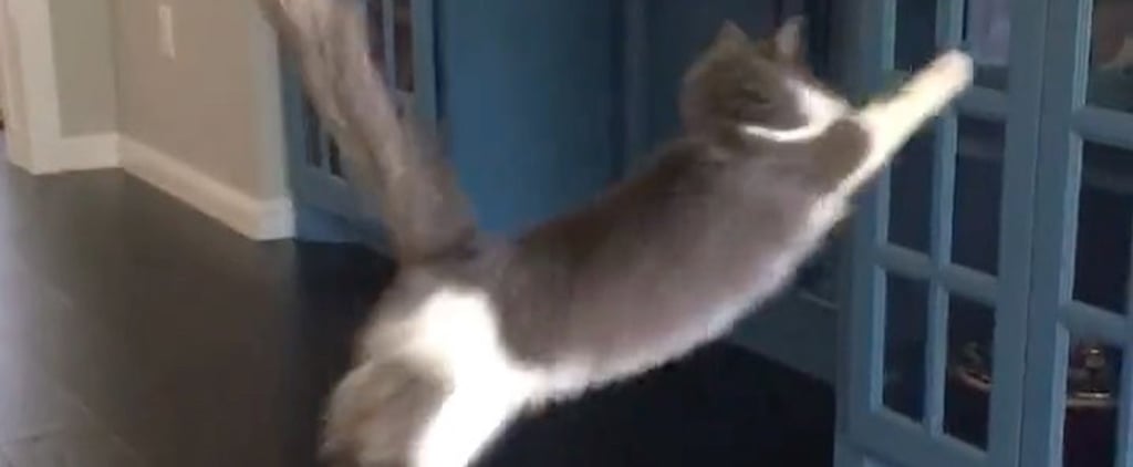 Cat Trying to Jump Onto the Counter | Video