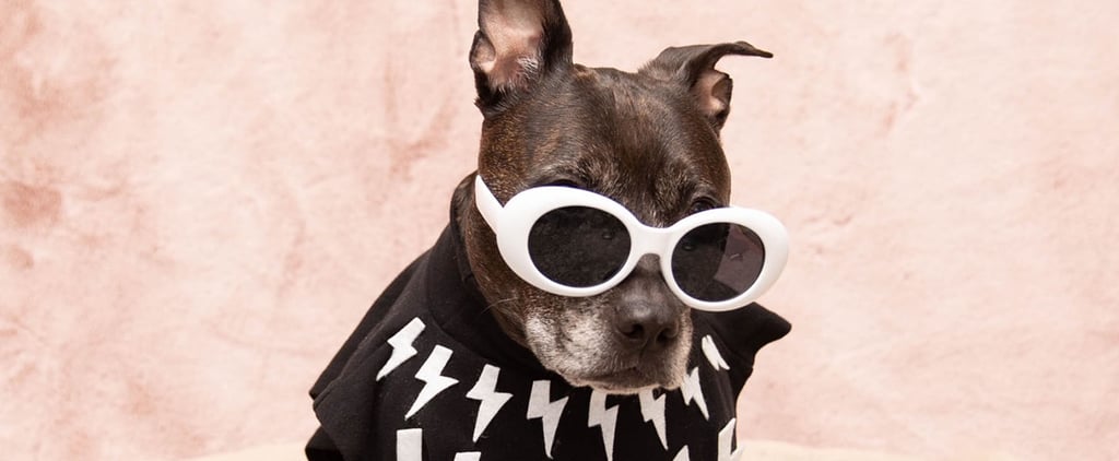 Pit Bull Poses in Schitt's Creek Character Costumes | Photos
