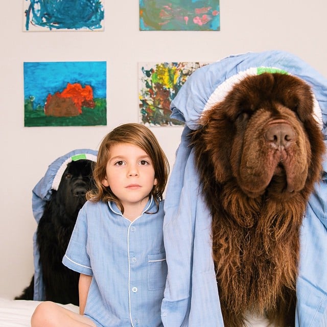 Photos of Boy With His Dogs and Horse