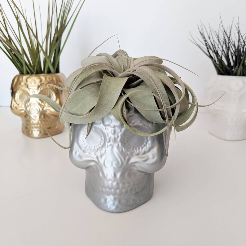 Silver Skull Planter