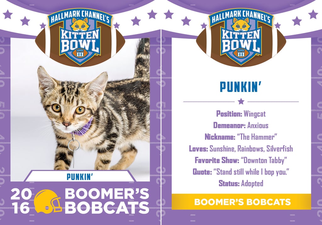 Kitten Bowl 2016