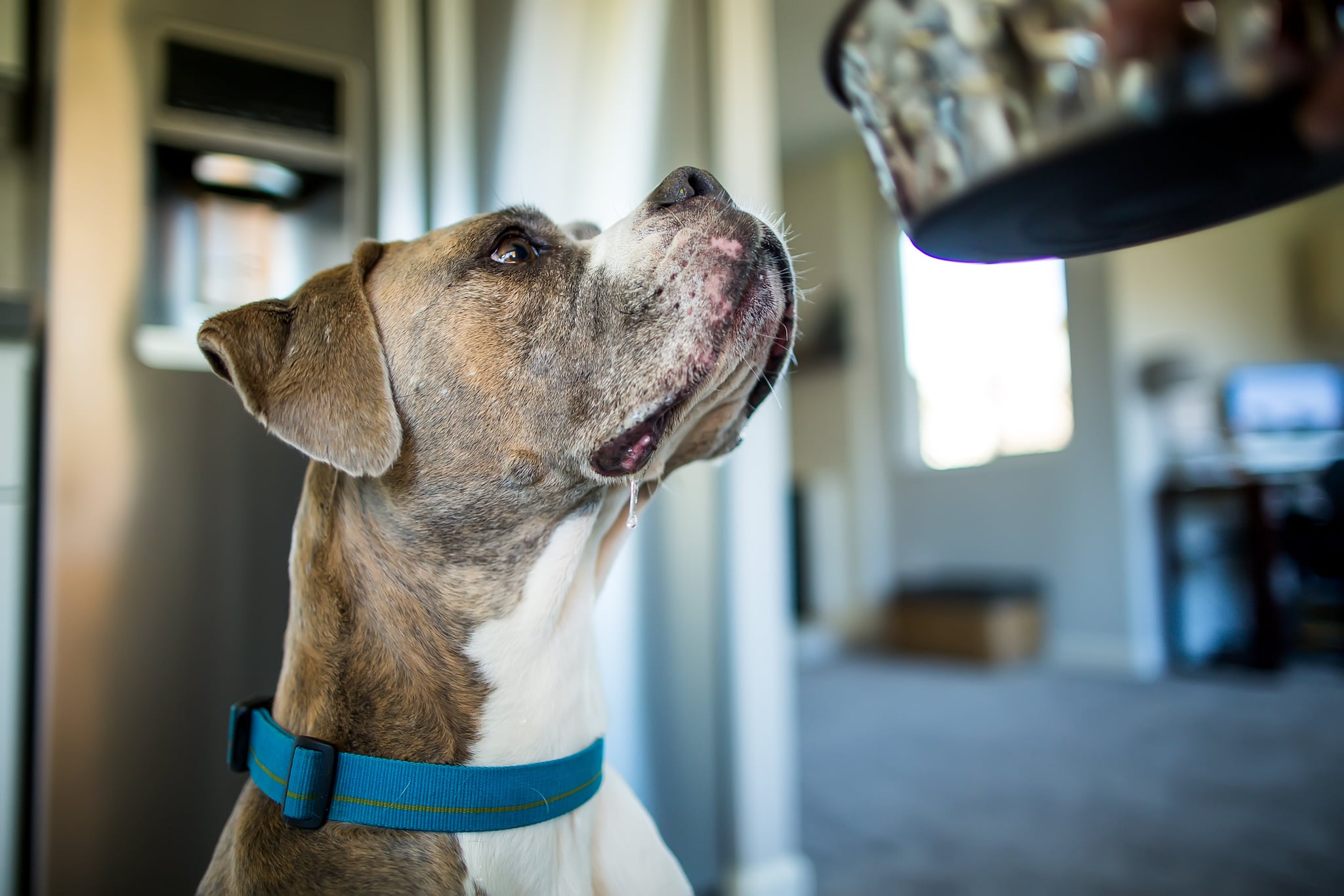 Lamb and Acorn Squash Hash For Dogs POPSUGAR Pets