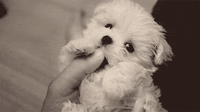 The Owner With the Cutest Puppy Anyone's Ever Seen