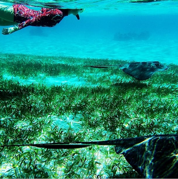 Swimming with sea life was no big deal for Taylor Tomasi Hill while she stayed in Belize.
Source: Instagram user ttomasihill