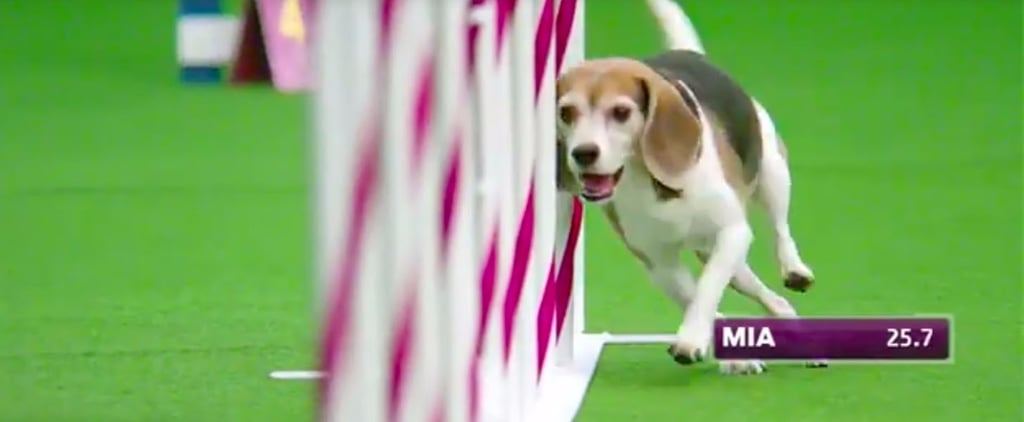 Mia the Beagle Agility Video | Westminster 2017